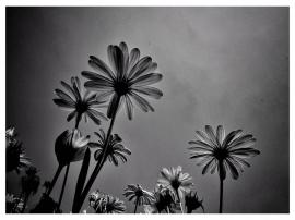 Flowers in Black and White 